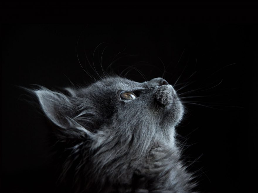 Standard Format with Featured Image